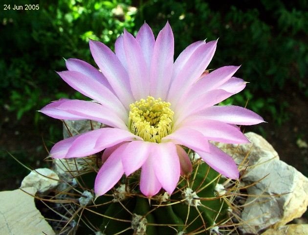 Acanthocalycium _spiniflorum 'violaceum'  P110a _06